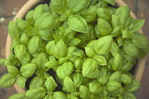 Basil, Ocimum basilicum.