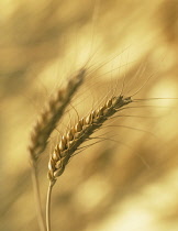 Wheat, Bread wheat, Triticum aestivum.
