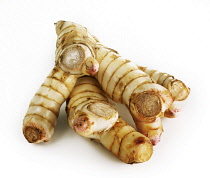 Galangal, Alpinia galangal.