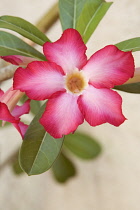 Desertrose, Adenium obesum.