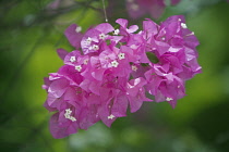 Bougainvillea.