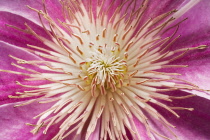 Clematis.