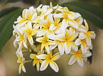 Frangipani, West Indian Jasmine, Monoi, Plumeria rubra.