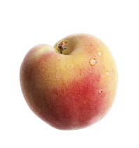 Peach, Prunus persica.