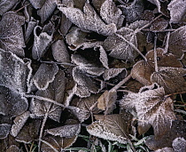 Sycamore, Acer pseudoplatanus.