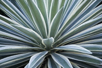 Yucca, Yucca gloriosa variegata.