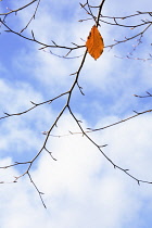 Beech, Fagus sylvatica.