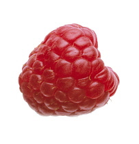 Raspberry, Rubus idaeus.