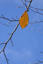 Beech, Fagus sylvatica.