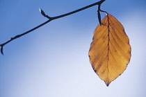 Beech, Fagus sylvatica.