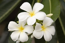 Frangipani, West Indian Jasmine, Monoi, Plumeria Alba.