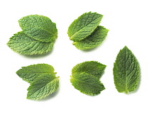 Mint, Peppermint, Mentha piperita.