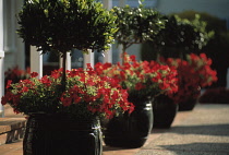 Petunia & Bay tree, Petunia. Laurus nobilis.