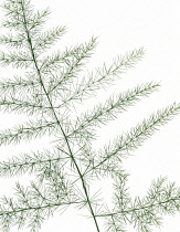 Fern, Asparagus fern, Asparagus plumosus.