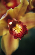 Orchid, Cymbidium.