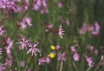 Ragged Robin, Lychnis flos-cuculi.