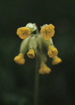 Cowslip, Primula veris.