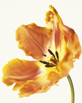 Tulip, Parrot tulip, Tulipa.