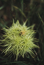 Chestnut, Sweet chestnut, Castanea sativa.