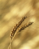 Wheat, Bread wheat, Triticum aestivum.