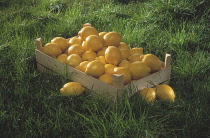 Lemon, Citrus limon.