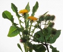 Dandelion & Burdock, Taraxacum officinale & Arctium lappa.