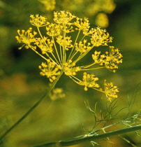 Dill, Anethum graveolens.