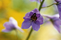 Delphinium.