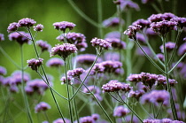 Verbena, Brazilian verbena, Verbena bonariensis.