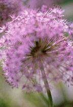 Allium, Allium rosenbachianum.