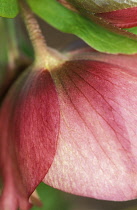 Hellebore, Helleborus.