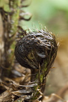 Fern.
