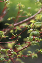 Japanese Maple, Acer palmatum 'Sango Kaku'.