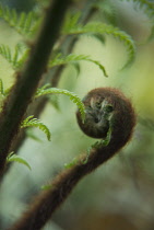 Fern, Tree fern, Dicksonia antarctica.