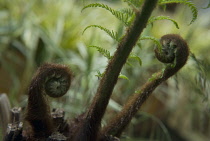 Fern, Tree fern, Dicksonia antarctica.