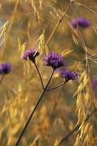 Verbena, Brazilian verbena, Verbena bonariensis.