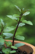 Mint, Peppermint, Mentha piperita.