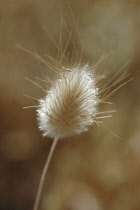 Hare's tail, Lagurus ovatus.