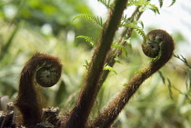 Fern, Tree fern, Dicksonia antarctica.