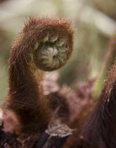 Fern, Tree fern, Dicksonia antarctica.