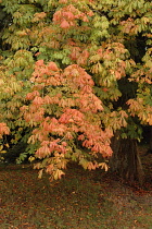 Horse Chestnut, Aesculus hippocastanum.