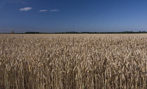 Wheat, Bread wheat, Triticum aestivum.