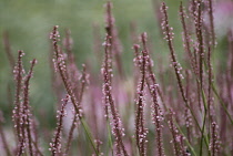 Bistort, Persicaria amplexicaulis 'rosea'.