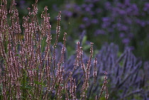 Bistort, Persicaria amplexicaulis 'rosea'.