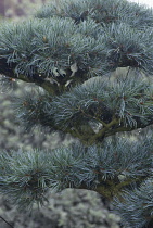 Bonsai, Japanese white pine, Pinus parviflora.
