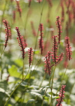 Redbistort, Persicaria amplexicaulis 'Firetail'.