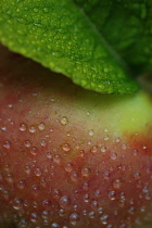 Apple, Malus domestica.