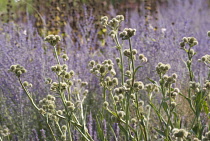 Sea Holly, Eryngium yuccifolium.