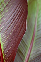Banana, red, Ensete ventricosum 'Maurelii'.