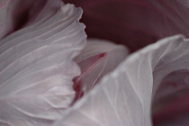 Cabbage, Brassica oleracea.